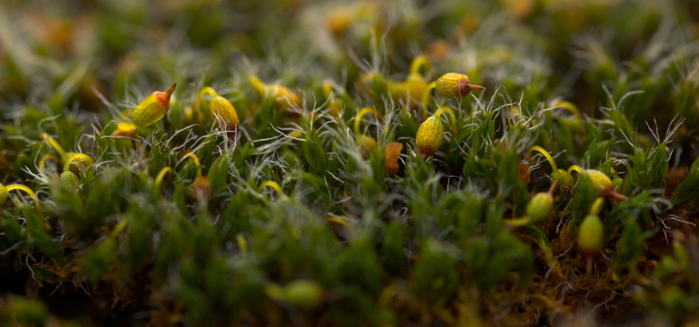 Muschio da determinare